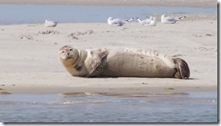 Ameland 2015-08-06 (11)