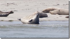 Ameland 2015-08-06 (9)